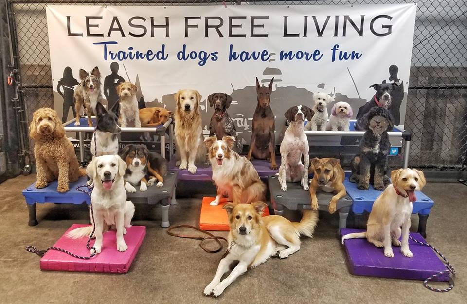 Home Leash Free Living