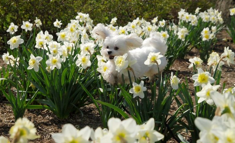 Dog Training Blog Leash Free Living Dog Training Blog Leash Free Living