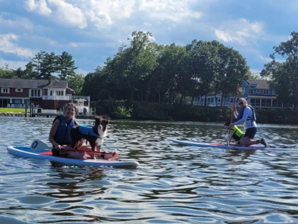 Dog owners on stand up paddle boards paddling with their pups. 