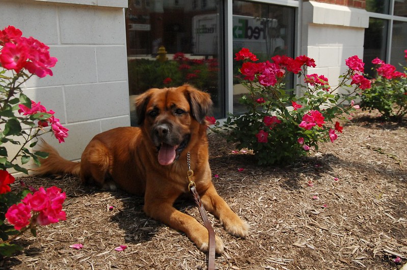 Leonberger Mix Rescue Dog doing a Down Stay next to flowered bushes.