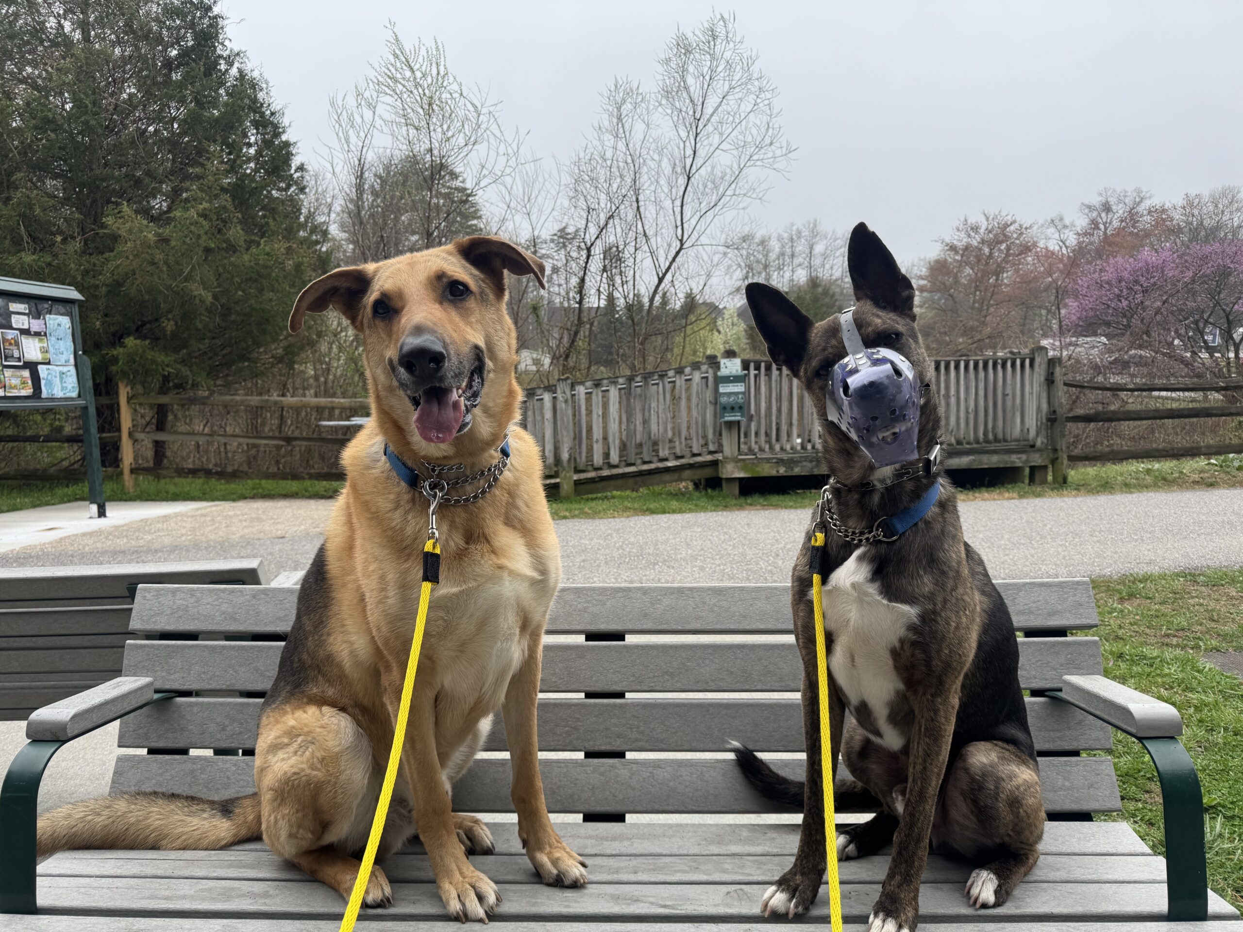 Two German Shepherd Dog Mixes sitting on a park bench. One is wearing a muzzle, both are smiling and looking at the camera with their ears up. 