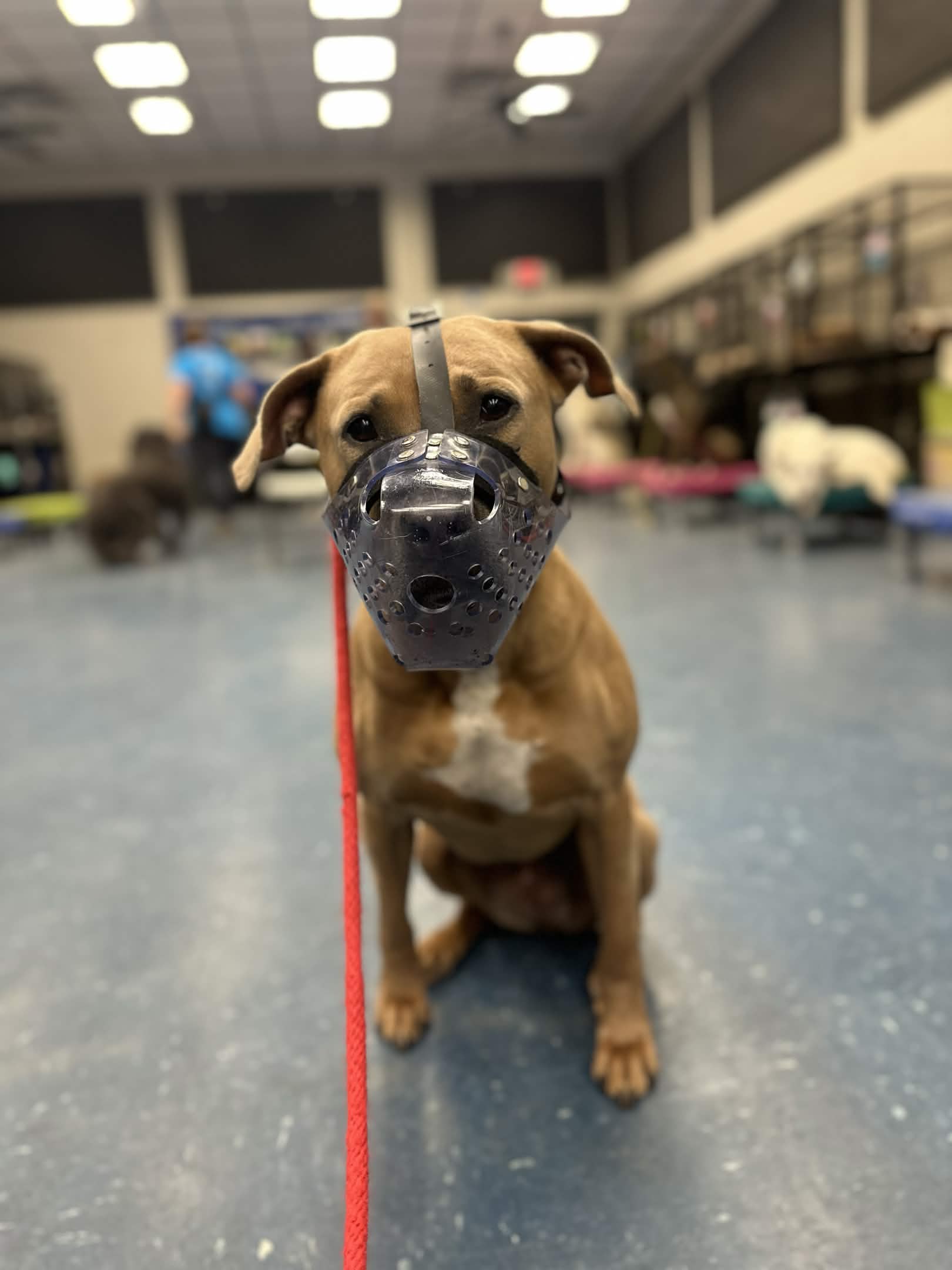 A dog is wearing a basket muzzle while holding a sit stay, and looking at the camera with their ears up. 