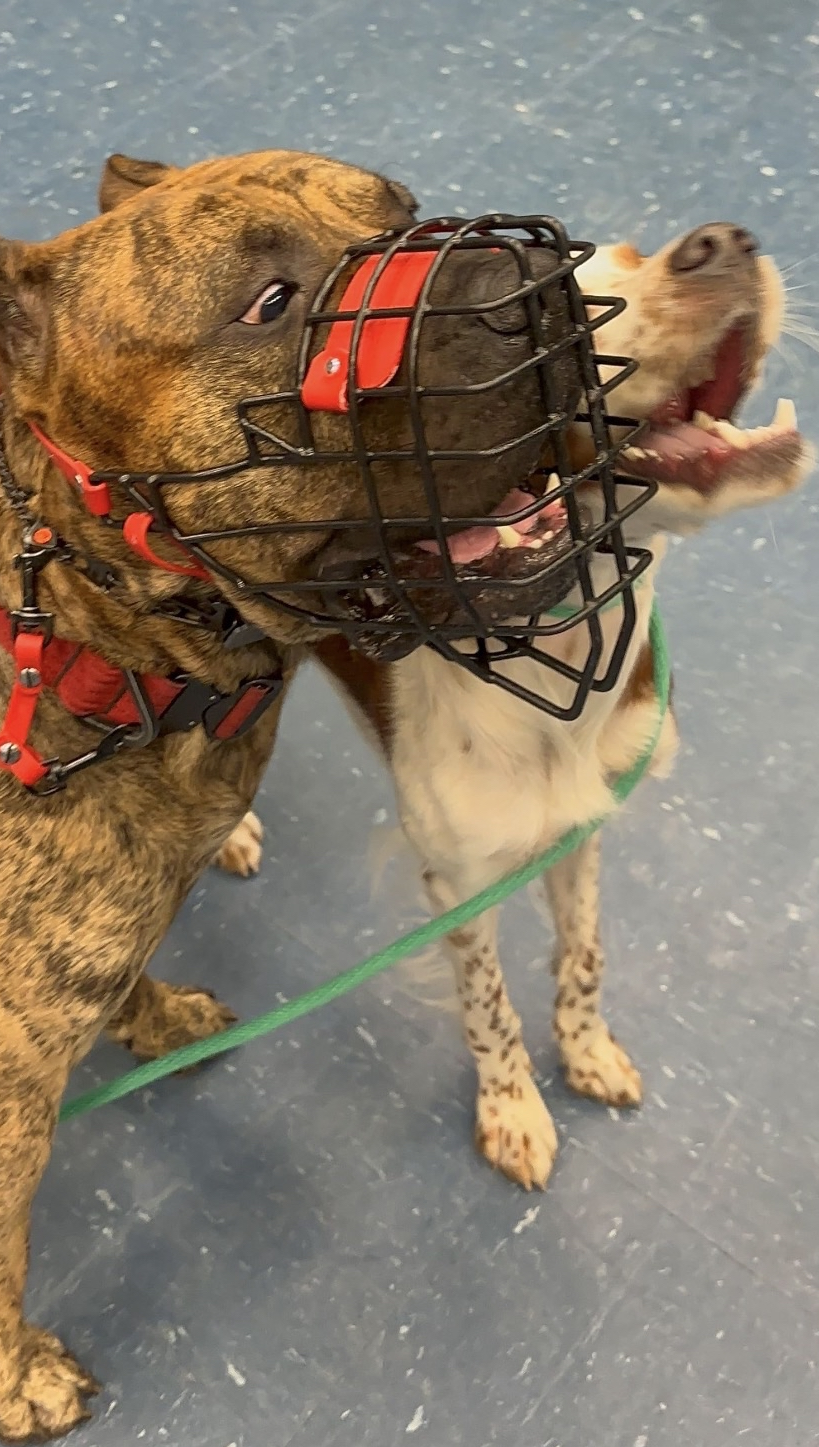 A muzzled Presa Canario is playfully looking at another dog. 
