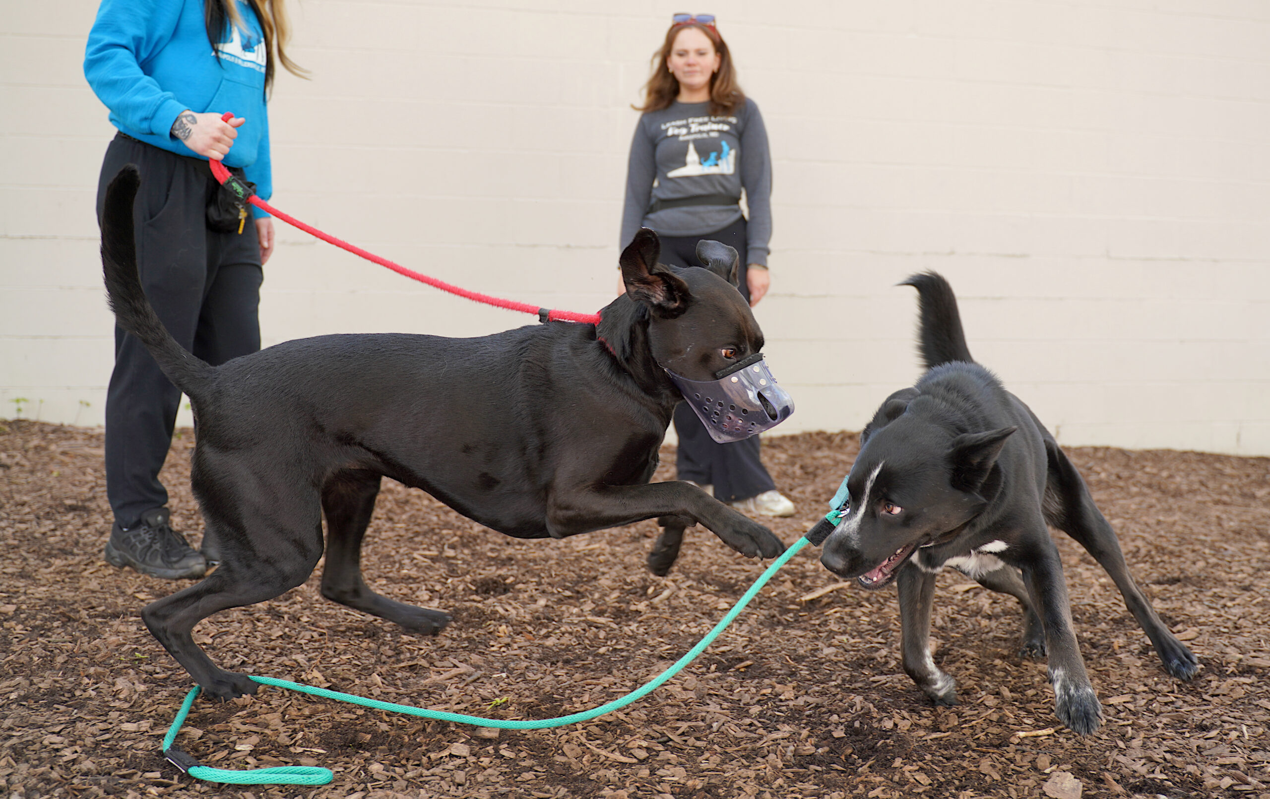 Two black dogs are playing and jumping while supervised by trainers. One is wearing a muzzle. 