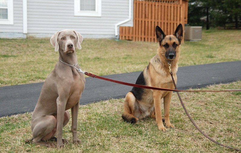 Weimeraner and German Shepherd Dog Sit Stay on Leash