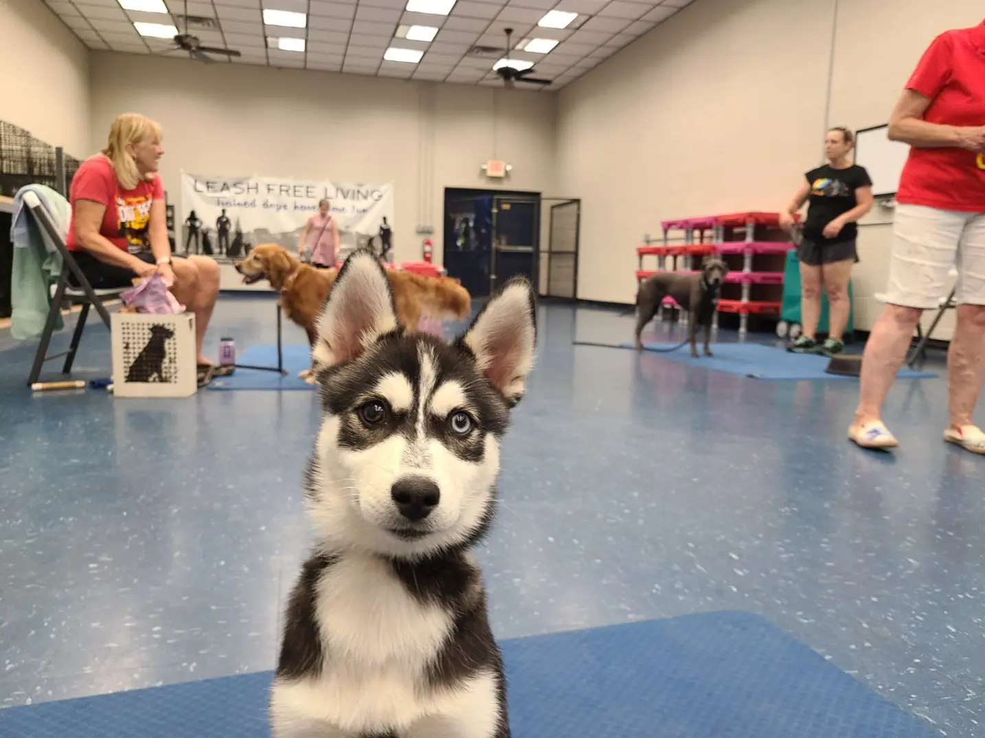 puppy socialization class